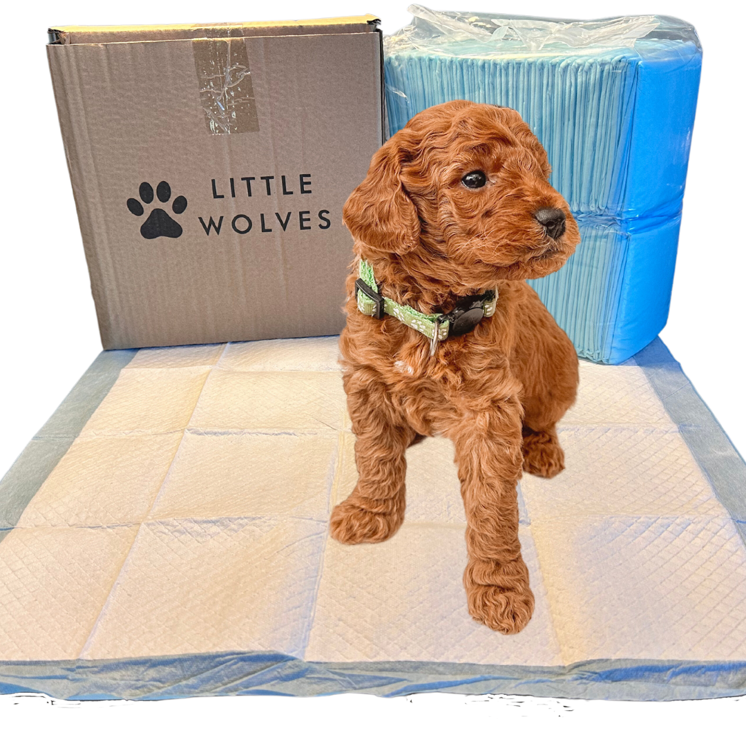 Little Wolves Disposable Puppy Pads - 21" x 21" - 200 Pack