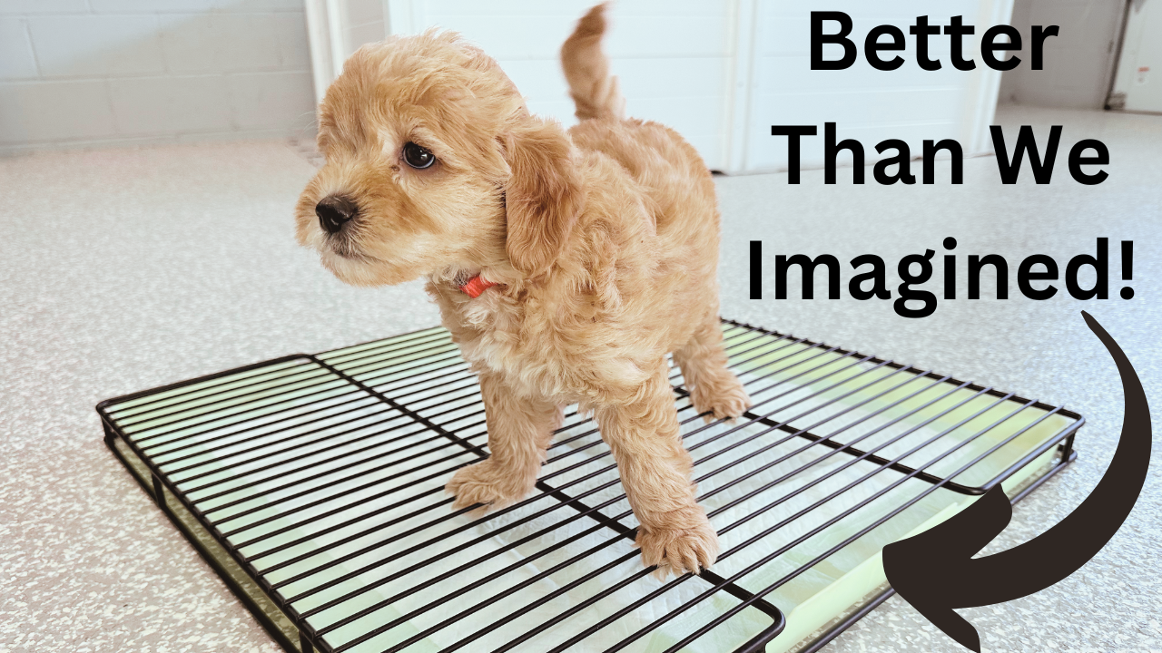 Little Wolves - Potty Tray