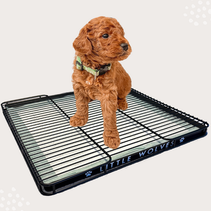 Potty pan for dogs outlet