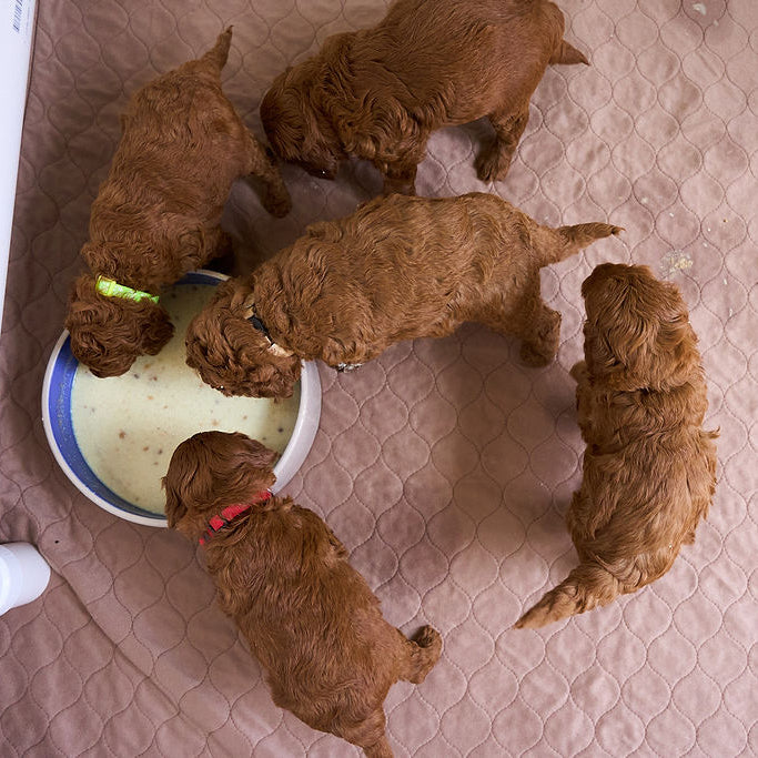 Group of puppies around a bowl on a textured surface