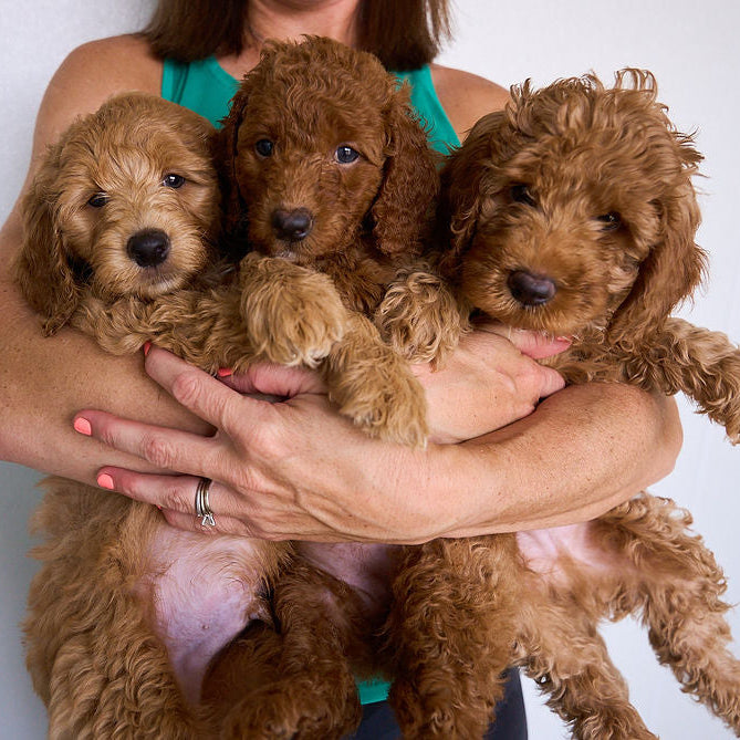 Three brown puppies being held by a breeder against a white background