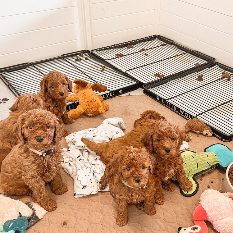 Breeders – Little Wolves